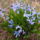 Kerti_jacint__hyacinthus_orientalis_652581_72511_t