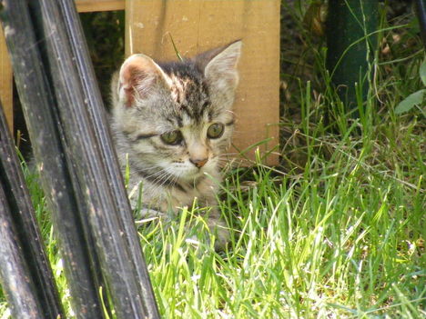 cica ül a fűben.