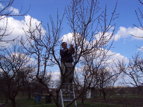 barackfa metszés 2010