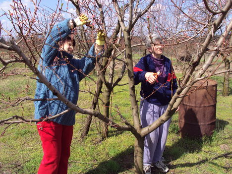 barackfa metszés anya és lánya 2010