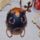 Husveti_tojasok_041_655576_75968_t