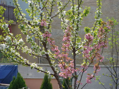 2009 Tavasz egy fa két virág