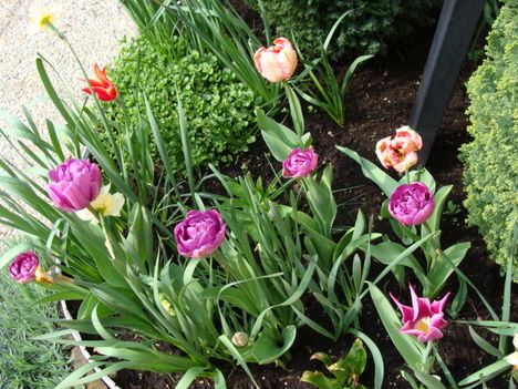 2010 Tavasz a kertűnkben 