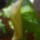 Kala_1_656868_90558_t