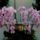 Taiwan_orchidea_kiallitas-020_656236_44331_t