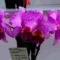 Taiwan orchidea kiállítás