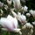 Magnolia_657610_60671_t