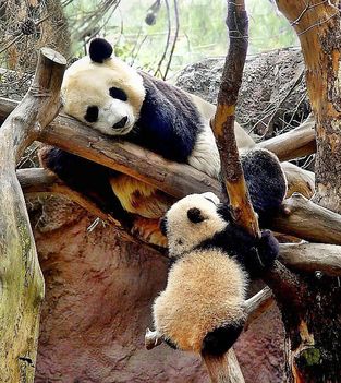 panda macik