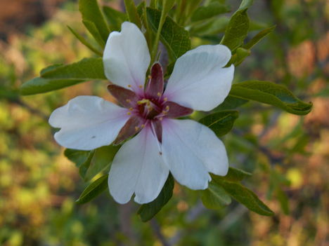 Édes mandula - Prunus amygdalus