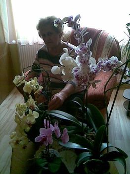 orchideamix
