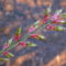 Szárnyas kecskerágó-Euonymus alatus