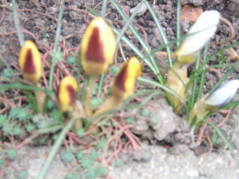 tavaszi virágok 010