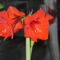 Amaryllis 01