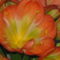 Clivia 02