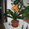 Clivia 05