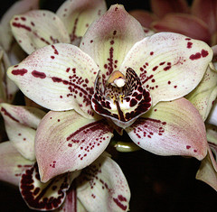 csak orchideák 13
