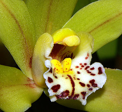 csak orchideák 3