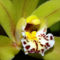 csak orchideák 3