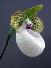 csak orchideák 8