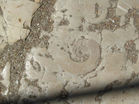 Eredeti fosszília egy lépcsőfokban, a Kanoni félszigeten