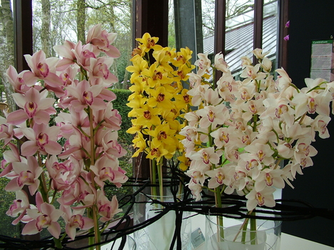 Holland virágkiállítás