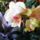 Lconcord_orchidea_kozelrol_605220_65013_t