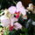 Lepke_orchidea-007_605214_14288_t