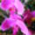 Lepke_orchidea-011_605226_15456_t