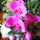 Lepke_orchidea-012_605227_53335_t