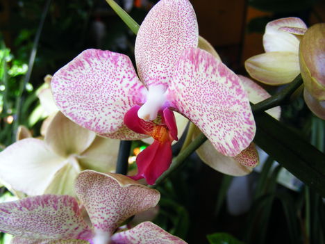 Lepke Orchidea  közelról