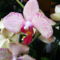 Lepke Orchidea  közelról