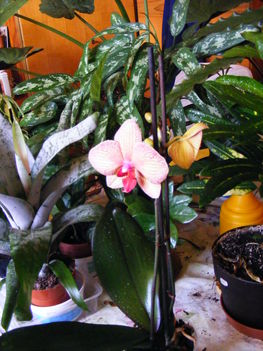 Lepke Orchidea távoról