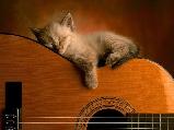 Music cat