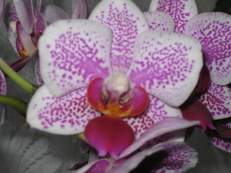 Orchidea 01