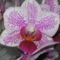 Orchidea 01