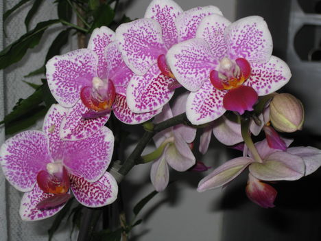 Orchidea 02