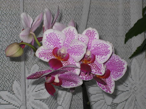 Orchidea 03