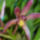 Orchidea_10_605978_60524_t