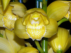Orchidea 11