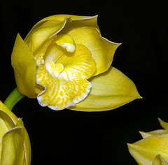 Orchidea 12