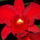 Orchidea_2_605970_29886_t