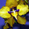 Orchidea 3