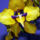 Orchidea_3_605971_95404_t