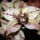 Orchidea_8_605976_49471_t