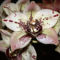 orchideák 1