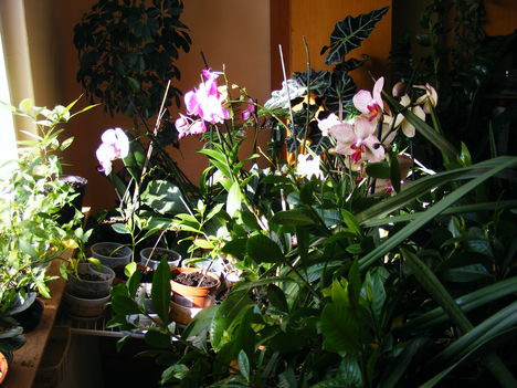 Orchideák  szobanövények közt