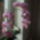 19_virag_van_rajra_661836_59042_t