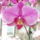 Lilam-002_661841_41253_t