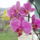 Lilam-003_661830_91771_t