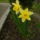 Narcisz_661710_65882_t